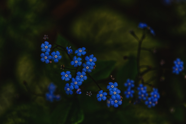 Blue flowers blooming.