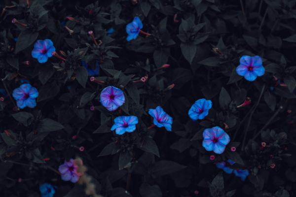 Blue flowers blooming over dark green leaves.