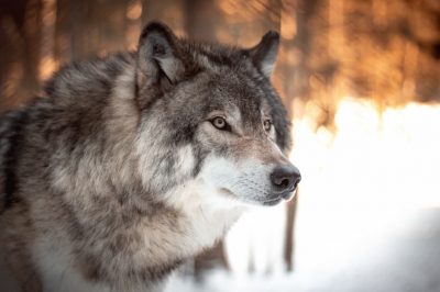 Image of a wolf